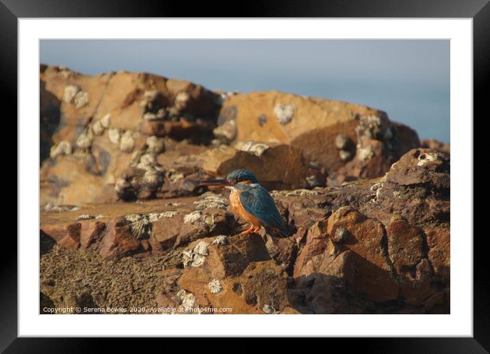 Kingfisher on the Rocks Framed Mounted Print by Serena Bowles