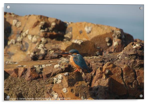 Kingfisher on the Rocks Acrylic by Serena Bowles