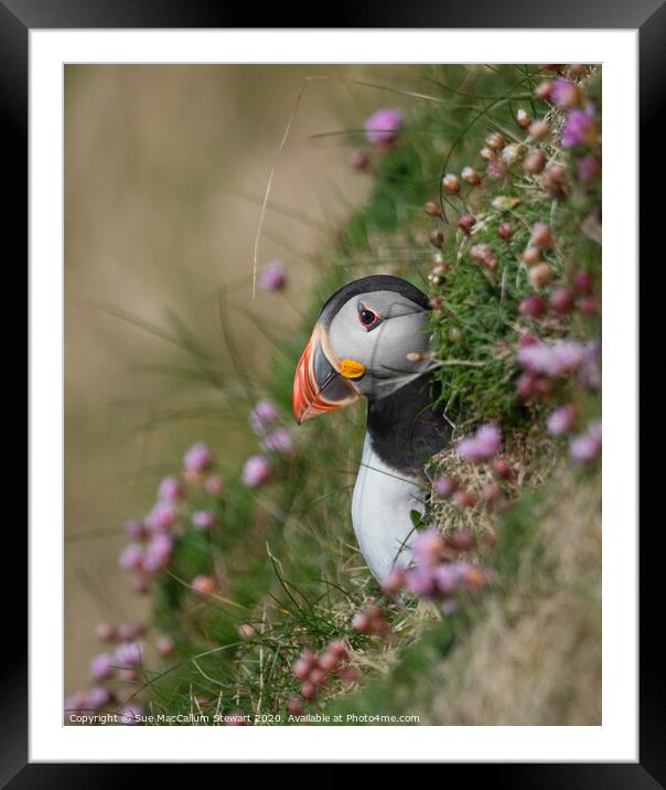 A puffin surrounded by sea pinks Framed Mounted Print by Sue MacCallum- Stewart