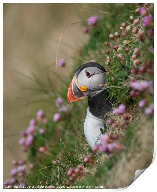 A puffin surrounded by sea pinks Print by Sue MacCallum- Stewart