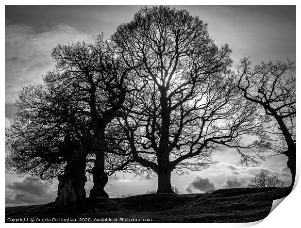 Black and White Trees Print by Angela Cottingham