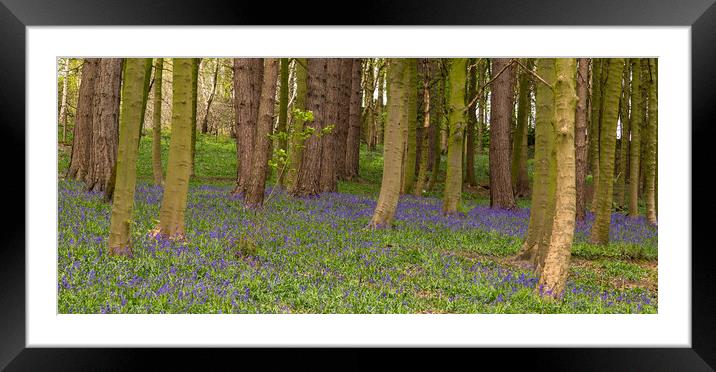 English Bluebell Woods Framed Mounted Print by Ros Crosland