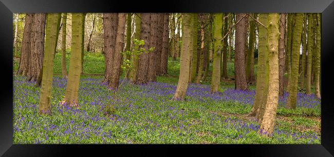 English Bluebell Woods Framed Print by Ros Crosland