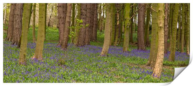 English Bluebell Woods Print by Ros Crosland