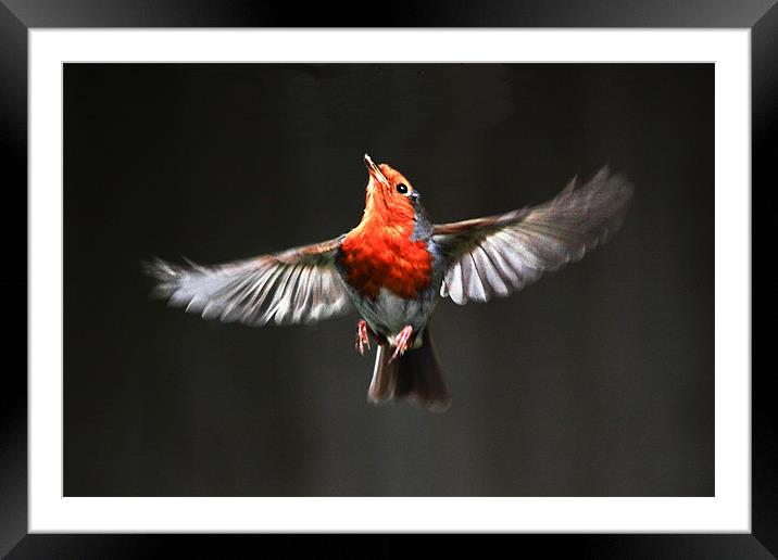 ROBIN IN FLIGHT Framed Mounted Print by tim bowron