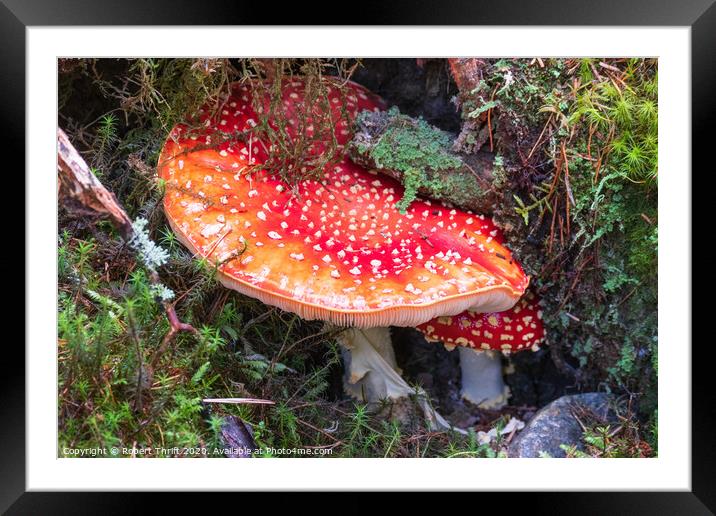 Fly Agaric mushrooms near Alness Framed Mounted Print by Robert Thrift