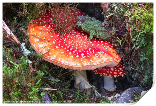 Fly Agaric mushrooms near Alness Print by Robert Thrift