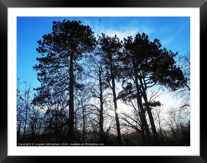 pine trees Framed Mounted Print by Angela Cottingham