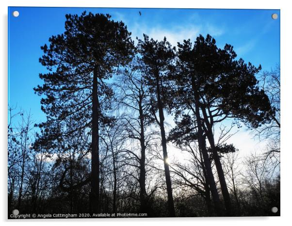 pine trees Acrylic by Angela Cottingham