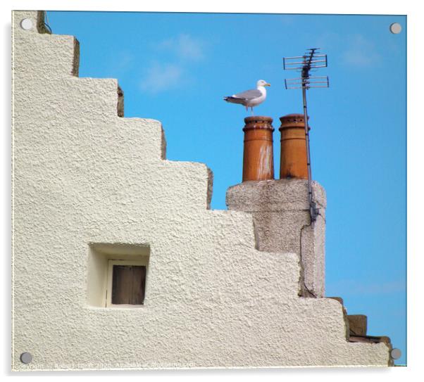 Pittenweem seagull Acrylic by Robert Thrift