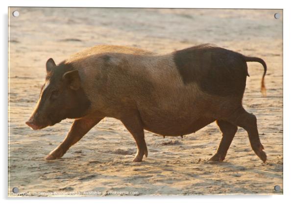 Piggy on Palolem Beach Acrylic by Serena Bowles