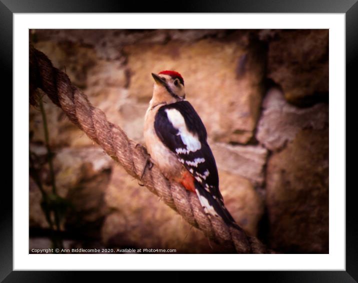 Woodpecker Framed Mounted Print by Ann Biddlecombe