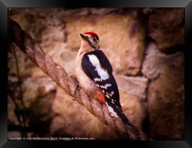 Woodpecker Framed Print by Ann Biddlecombe