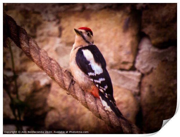 Woodpecker Print by Ann Biddlecombe