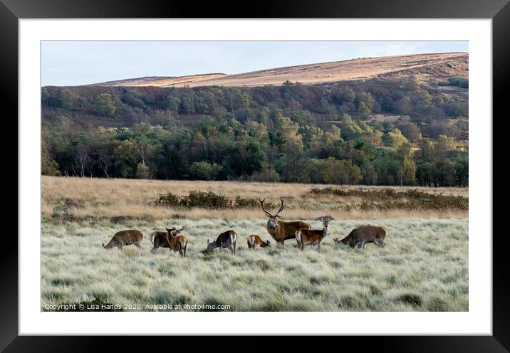 The Herd Framed Mounted Print by Lisa Hands