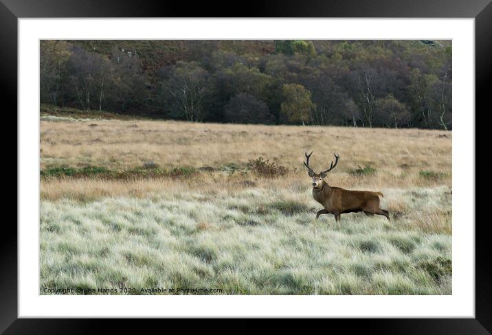 The Red Stag Framed Mounted Print by Lisa Hands