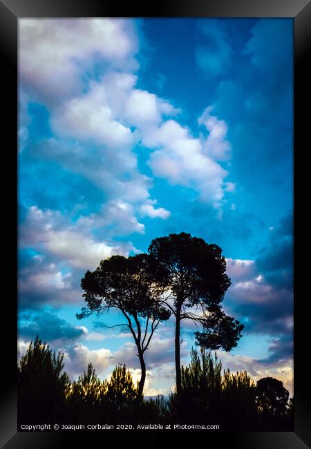 Silhouette of two lonely trees at sunset against the background of a warm blue cloudy sky. Framed Print by Joaquin Corbalan