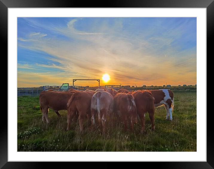Feeding the heifer cows  Framed Mounted Print by Myles Campbell