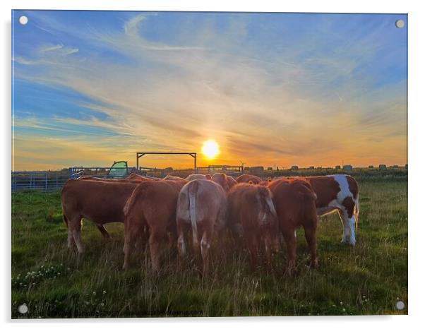 Feeding the heifer cows  Acrylic by Myles Campbell
