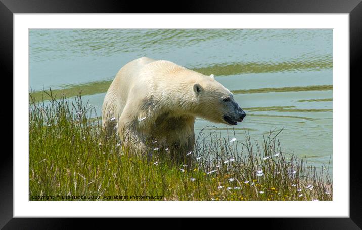 Polar Bear Framed Mounted Print by Lisa Hands