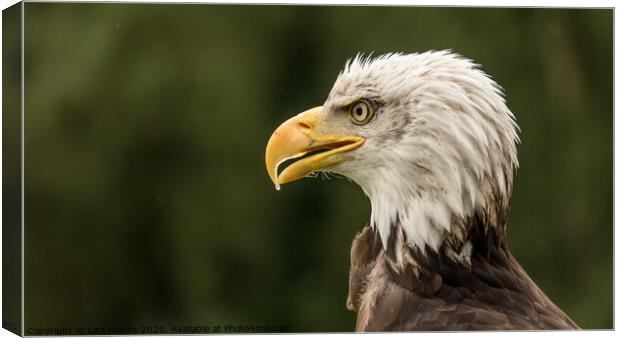 Portrait of a Bald Eagle Canvas Print by Lisa Hands