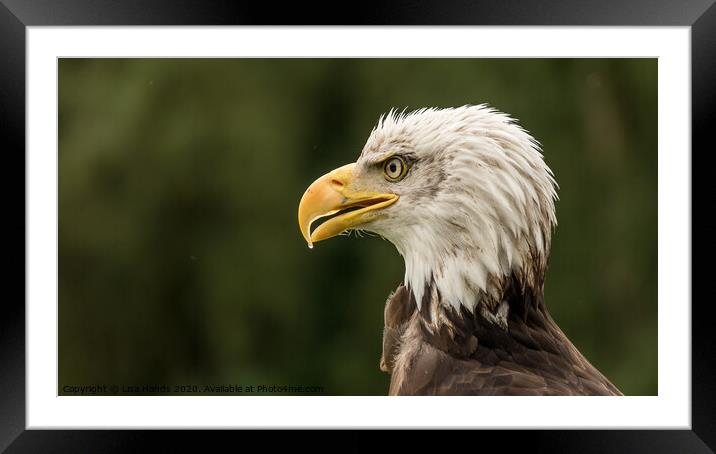 Portrait of a Bald Eagle Framed Mounted Print by Lisa Hands