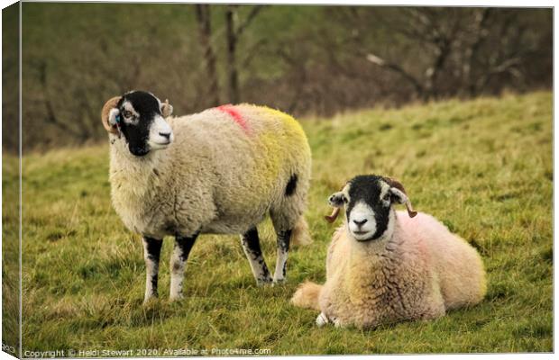 Swaledale Sheep, Yorkshire Dales Canvas Print by Heidi Stewart