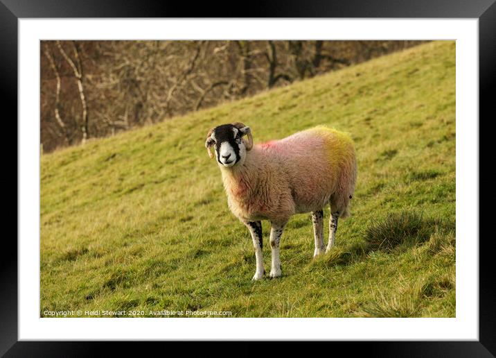Swaledale Sheep, Yorkshire Dales Framed Mounted Print by Heidi Stewart