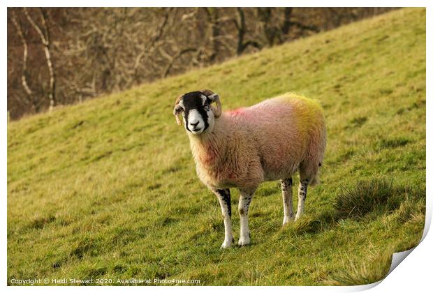 Swaledale Sheep, Yorkshire Dales Print by Heidi Stewart