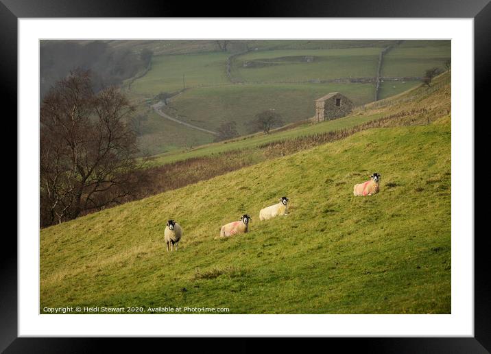 Swaledale Sheep at Keld in Yorkshire Dales Framed Mounted Print by Heidi Stewart