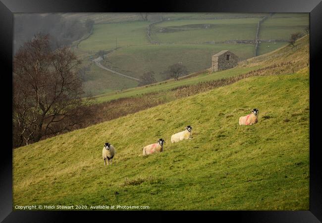 Swaledale Sheep at Keld in Yorkshire Dales Framed Print by Heidi Stewart