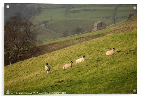 Swaledale Sheep at Keld in Yorkshire Dales Acrylic by Heidi Stewart