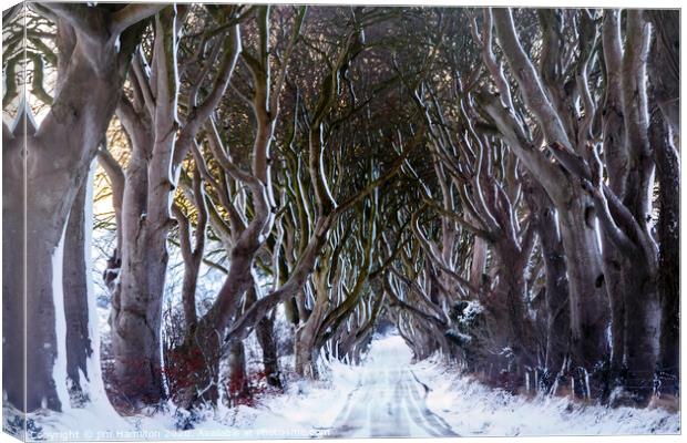 Snow at the Dark Hedges Canvas Print by jim Hamilton
