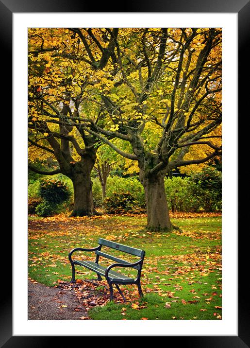 Autumn Bench Framed Mounted Print by Darren Galpin