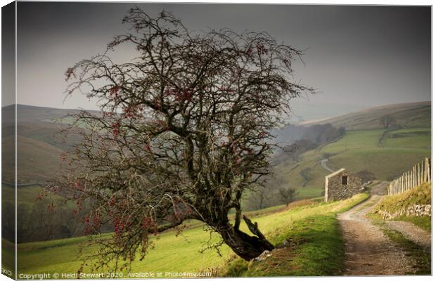 Hawthorn Tree and Barn at Keld Canvas Print by Heidi Stewart