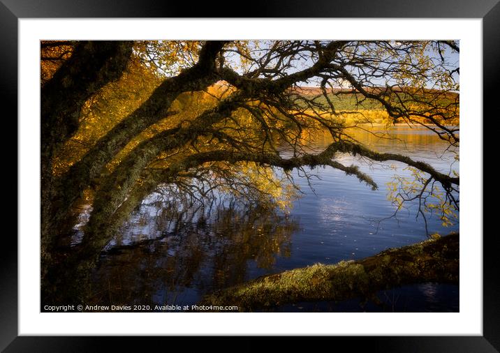 Autumn afternoon golden glow Framed Mounted Print by Andrew Davies