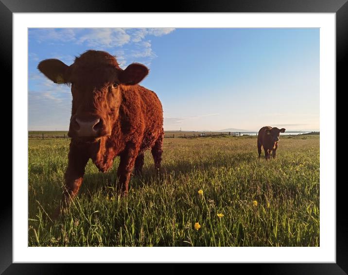 Cow and calf and the lush grass Framed Mounted Print by Myles Campbell