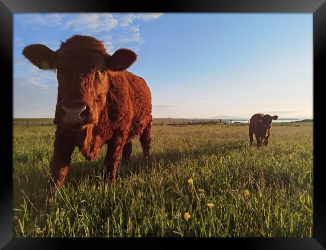 Cow and calf and the lush grass Framed Print by Myles Campbell