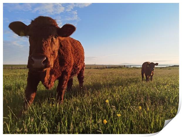Cow and calf and the lush grass Print by Myles Campbell