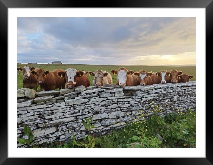 Young cows peeking over stone wall  Framed Mounted Print by Myles Campbell