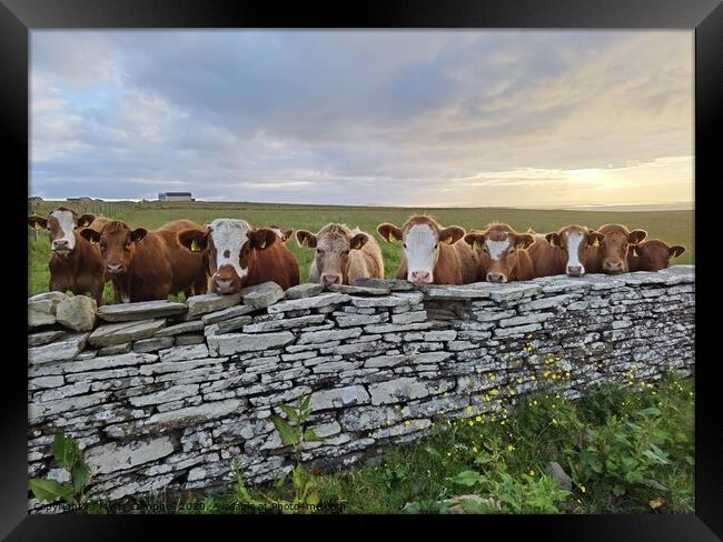 Young cows peeking over stone wall  Framed Print by Myles Campbell