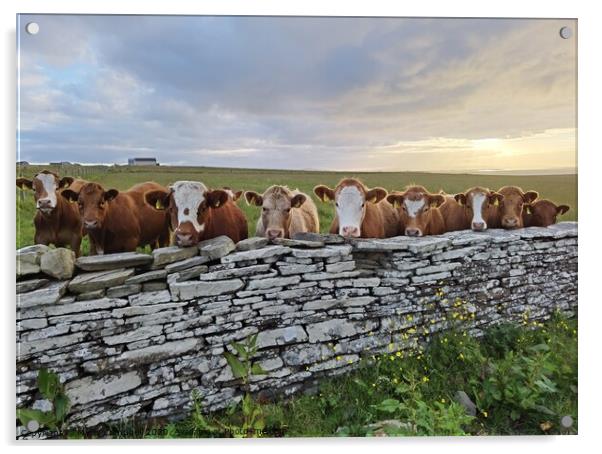 Young cows peeking over stone wall  Acrylic by Myles Campbell