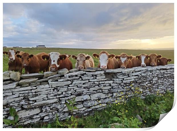 Young cows peeking over stone wall  Print by Myles Campbell