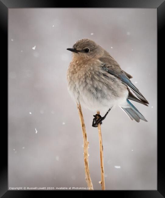 Mountain Bluebird  Framed Print by Russell Lovett