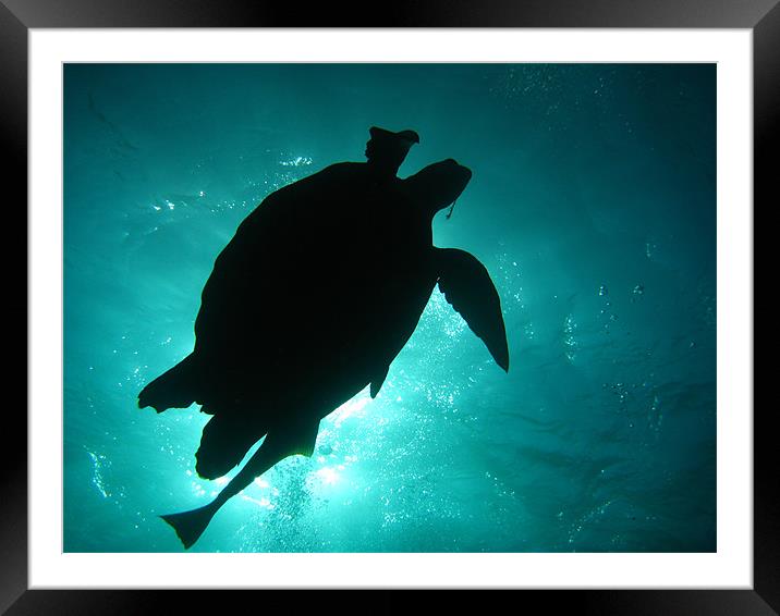 Turtle Silhouette Framed Mounted Print by Sarah Miles