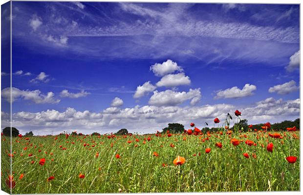 Fields of Red and Skies of Blue Canvas Print by Paul Macro