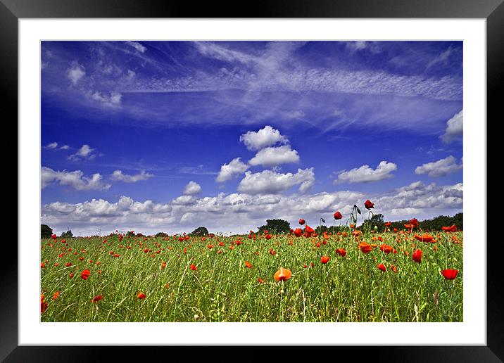 Fields of Red and Skies of Blue Framed Mounted Print by Paul Macro