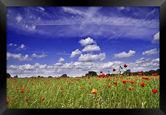Fields of Red and Skies of Blue Framed Print by Paul Macro