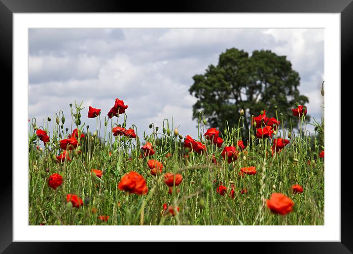 Poppies and Oak Tree Framed Mounted Print by Paul Macro