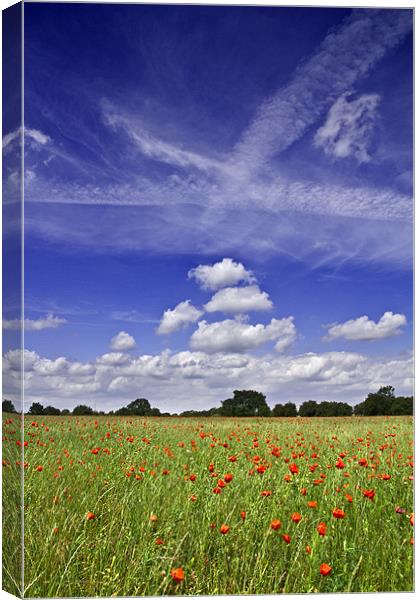 Fields of Red and Skies of Blue 2 Canvas Print by Paul Macro